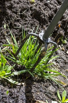 Closeup of rakes getting rid of weeds.