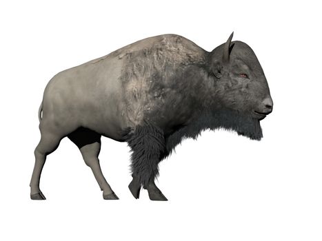 One bison walking in white background