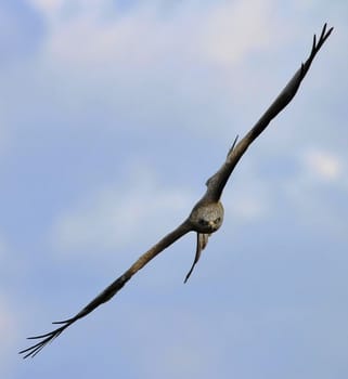 Buzzard flying to the photographer in cloudy sky