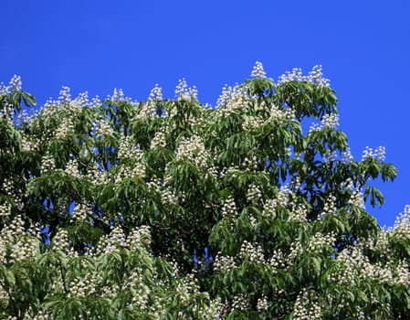 Close up of the top of a chestnut tree white flowers by springtime