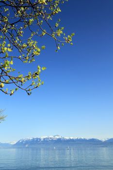 View on lake of Geneva and branches of a tree by beautiful weather, Switzerland