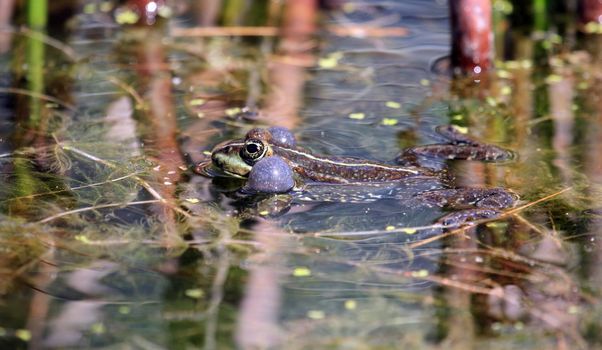 Frog swimming in the pond among plants and croaking so as to have two bubbles around its head