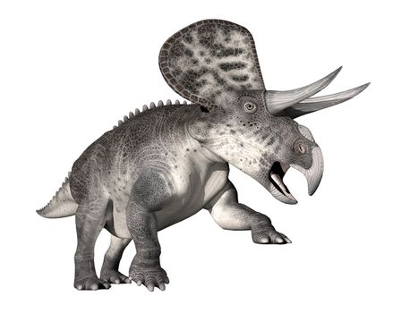 Zuniceratops dinosaur walking up in white background