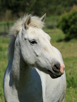 Portrait of typical camargue white horse standing in a meadow, France