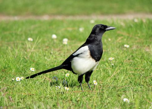 Magpei bird standing on the green grass among small white flowers