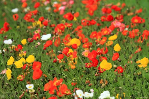 Colorful poppies and other yellow and white flowers as a background