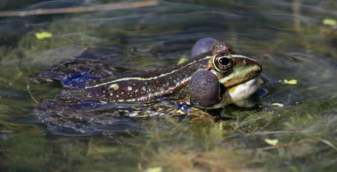 Frog swimming in the pond and croaking so as to have two bubbles around its head