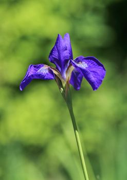 Close up on bluish purple japenese iris also known as kaempferi iris or ensata iris.