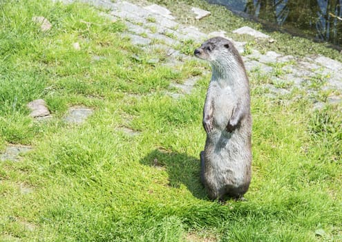 curious otter standing on green grass near the water