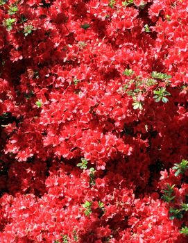 Close up on red rhododendron flowers as a background