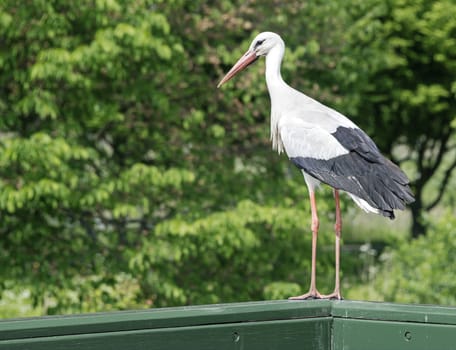 stork standing on wooden fench