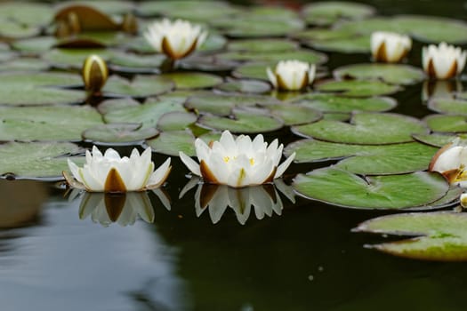 water lily on the small Lake