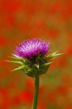 close-up about violet thistle flower on poppy field