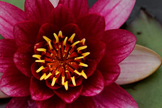 closeup about purple water lily on the small Lake