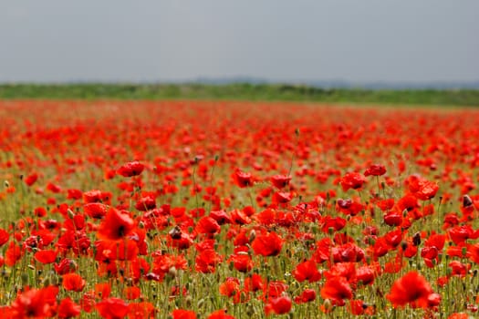 Huge red colored poppy field