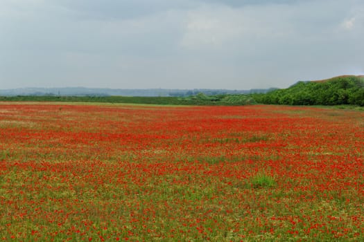 Huge red colored poppy field