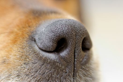 Close-up of a dog's nose