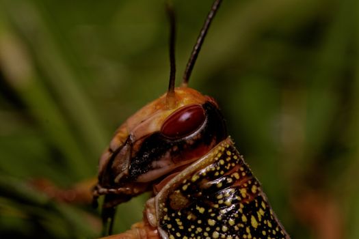 one locust eating the grass in the nature