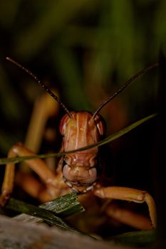 one locust eating the grass in the nature