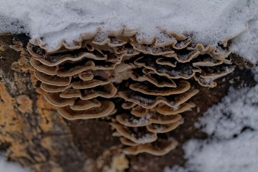 tinder fungus on the trunk of a snowy tree