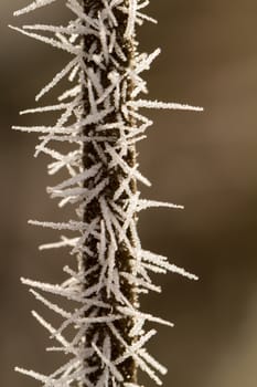 hoarfrost on a thin branch