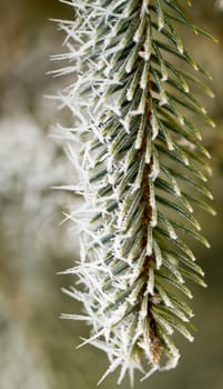 hoarfrost on silver pine branch