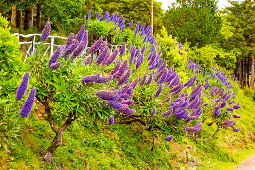Pride of Madeira, Echium candicans, purple flower blossoms