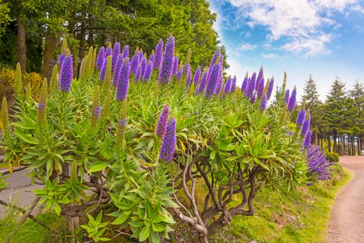 Pride of Madeira, Echium candicans, purple flower blossoms