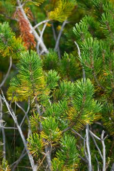 Pine tree leaves closeup