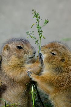 Prairie dogs eating plants happily