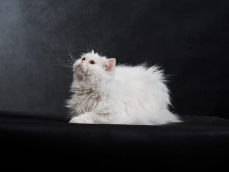 Adult house Persian cat of a white color on a black background with illumination by kontrovy light