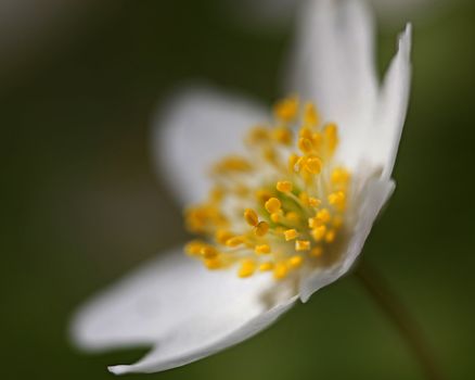 Macro picture of a Anemone Nemorosa - shallow DOF