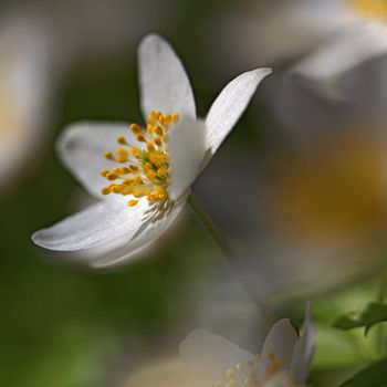 Macro picture of a Anemone Nemorosa - shallow DOF