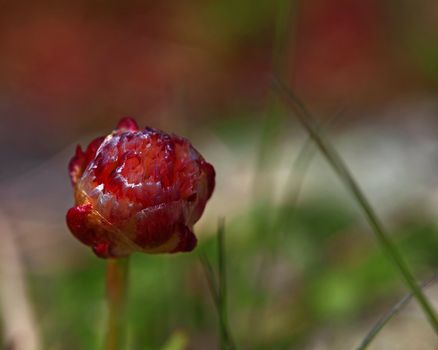 Macro picture of thrift flowers - shallow DOF