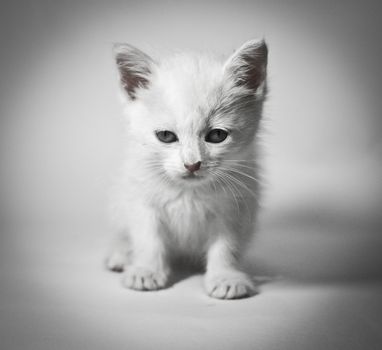  siberian kitten on white background 