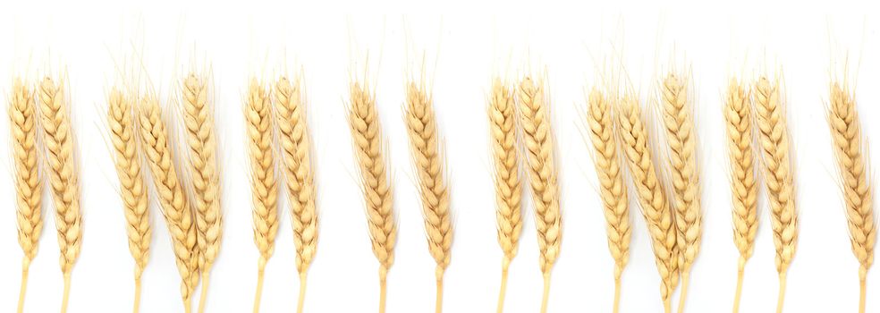 Wheat ears isolated on white 