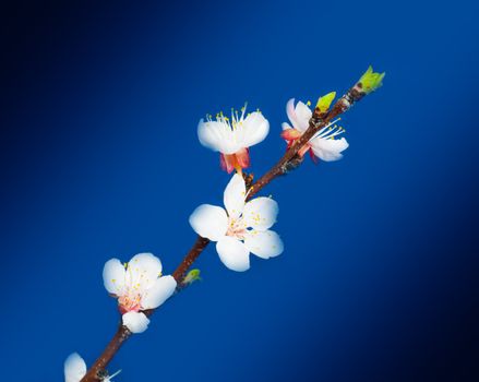 apple flowers on a blue background