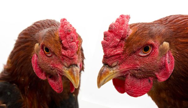 two cocks on white background