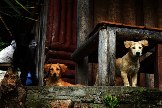 Three Musketeers of Tuk-Tuk Village. Samosir Island, Lake Toba, North Sumatra, Indonesia.