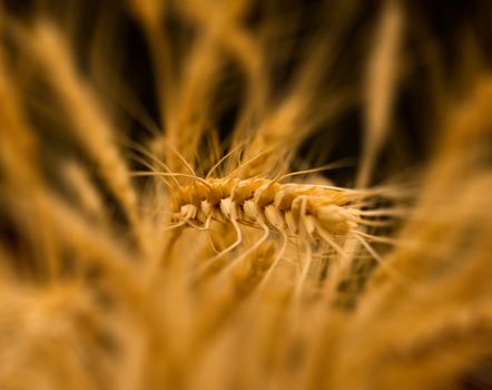 ears of ripe wheat on a black background 