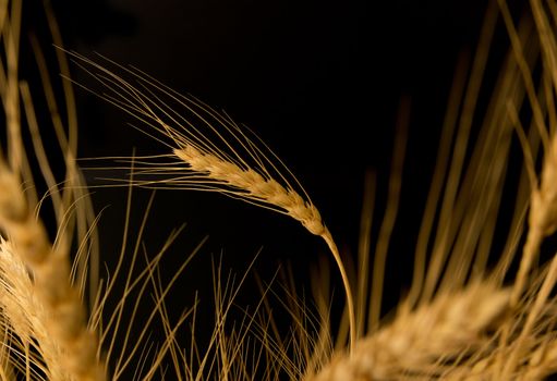Yellow wheat on a black background