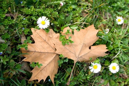 Spring flower with two autumn leaves