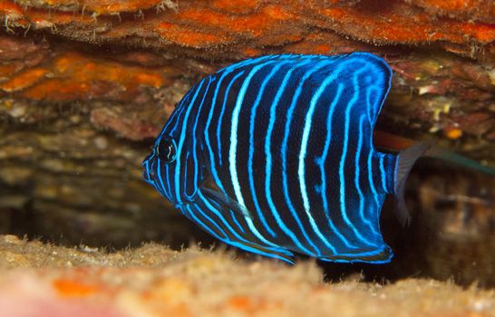 young blue ring angelfish among the rocks