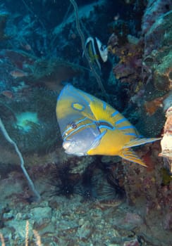 a blue ring angel fish turning towards the camera