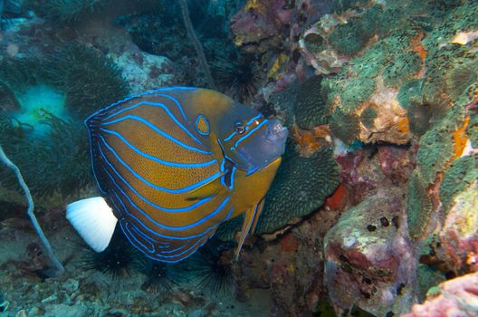 blue ring angel fish swims by