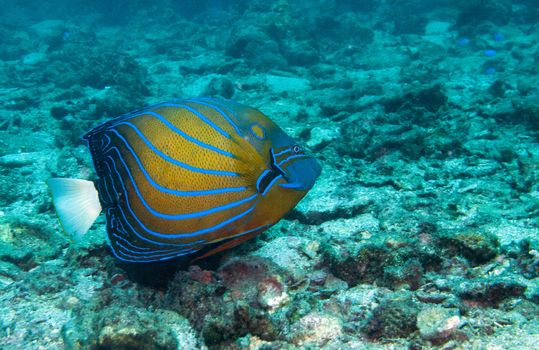 a blue ring angel fish swims across the seabed 