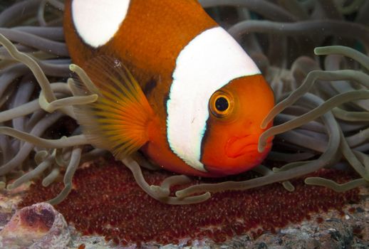 a saddleback anemonefish tends to it's eggs.