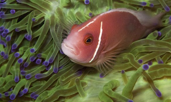 pink anemone fish sits in a very green anemone