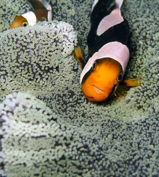 two saddleback anemonefish in a carpet anemone