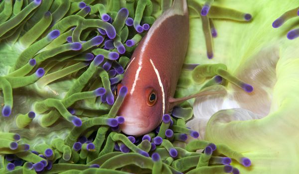 a pink anemone fish hides in a very green anemone